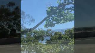 Download Lagu Signs telling you to be Vegan MP3