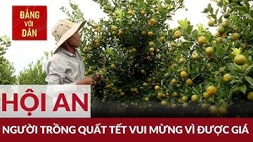 Người trồng quất Tết tại Hội An vui mừng vì được giá | Đảng với Dân