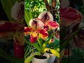 Paphiopedilum Galore! which one is your favorite?#orchids #miami #paphiopedilum #blooms