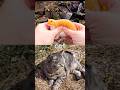 Kids Learn | Animal Names at the Waterfall: Cat Giraffe Capybara Camel Koala