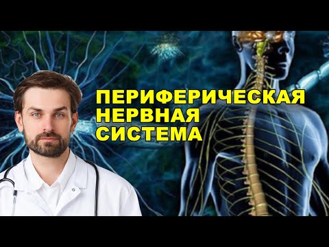 ПЕРИФЕРИЧЕСКАЯ НЕРВНАЯ СИСТЕМА - СТРОЕНИЕ и ФУНКЦИЯ ПЕРИФЕРИЧЕСКОЙ НЕРВНОЙ СИСТЕМЫ