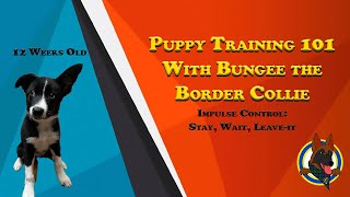 Puppy Training 101 - Episode 11: Impulse Control: Stay, Wait, and Leave-It