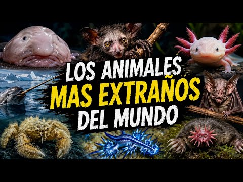 14 Animales Más Extraños del Mundo Que Realmente Existen 😱🌎