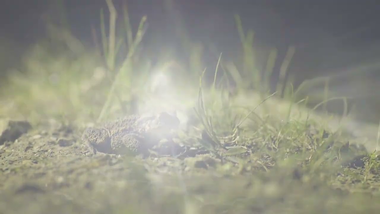 Preview of Exposure Lights Six Pack 15 Light Video