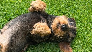 So Much Work Today Teddy The Dachshund