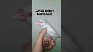 Super tame Opal java female available😍🐦#tameparrot #birdslover#finches