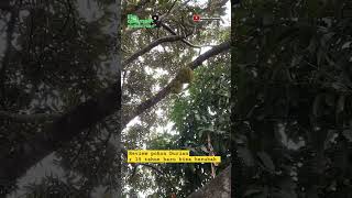 Review pohon durian aneh dekat rumah || sudah 15 tahun baru bisa berbuah Alhamdulillah #shorts