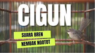cigun brem ngotot masteran idaman