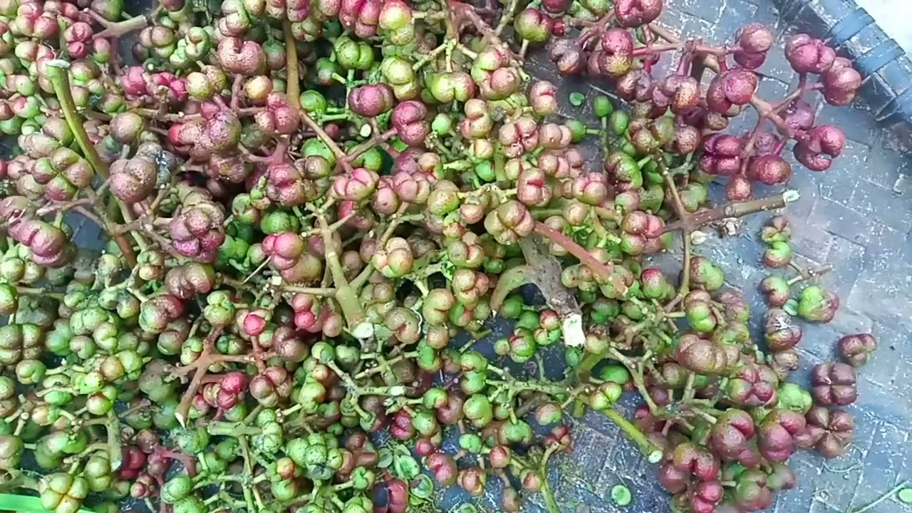 Common medicinal plants of sikkim himalaya