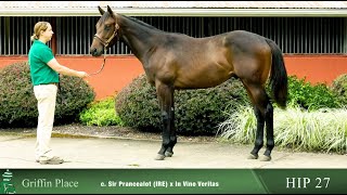 Hip 27 - c Sir Prancealot IRE x In Vino Veritas