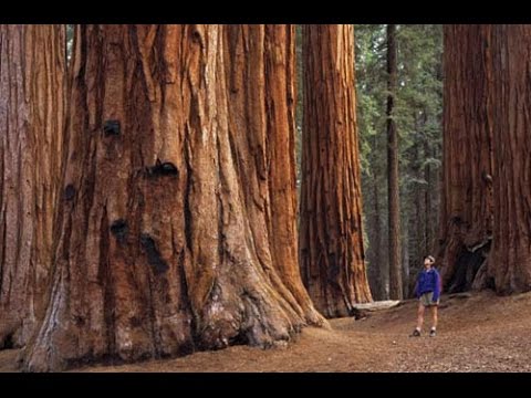 Sequoia park/Секвойя парк, обязательно всем побывать... Калифорния
