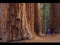 Sequoia park/Секвойя парк, обязательно всем побывать... Калифорния