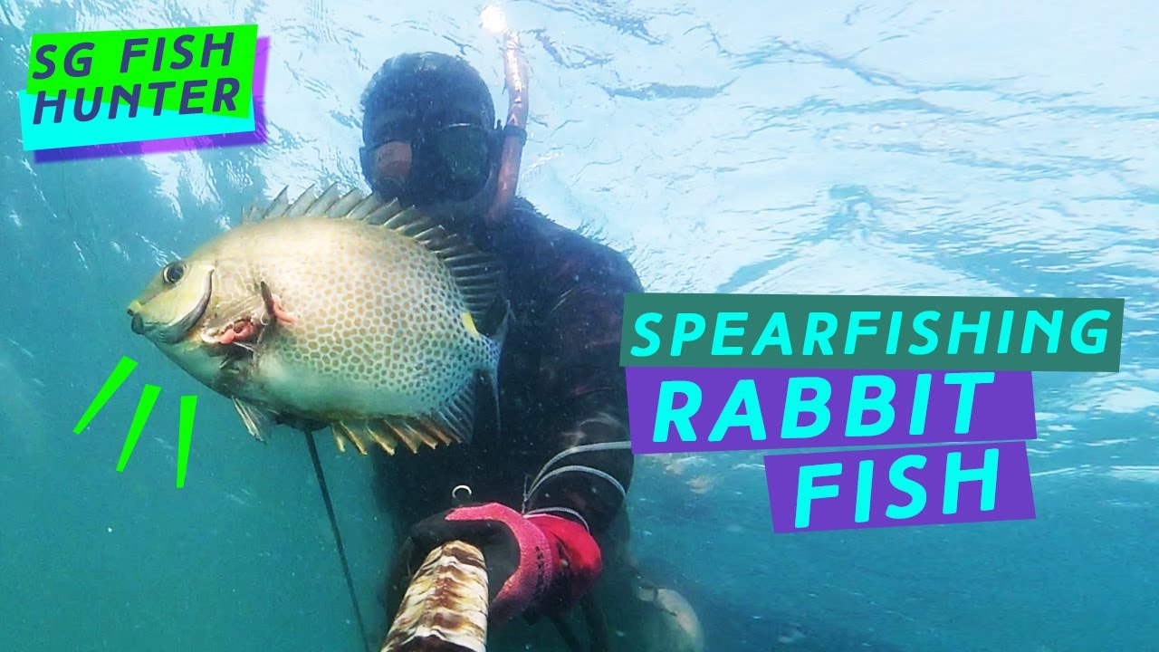 Spearfishing in Singapore: Hunting for Rabbitfish