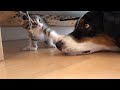 いつも優しい犬に勝負を挑んでみた、まさかの反撃にたじたじ子猫