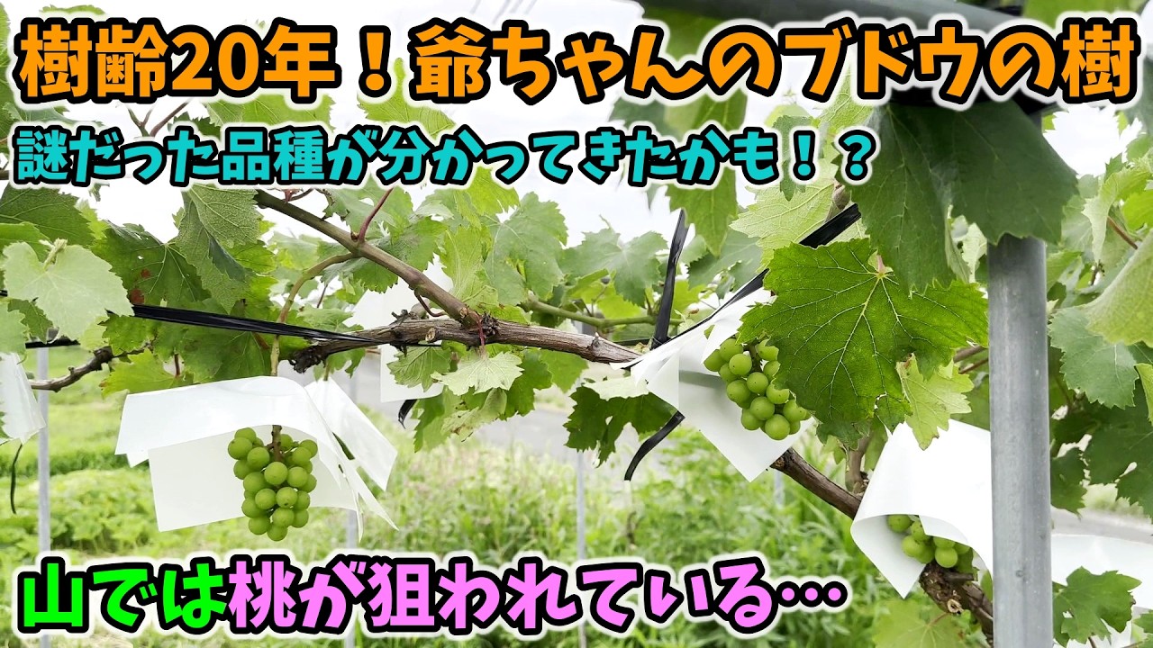 🍇🍑】Something suspicious is happening with the peaches