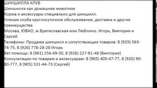 где купить шиншиллу где купить шиншиллу