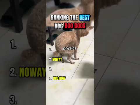 Ranking Dogs Pooping Funniest Moments Caught On Camera