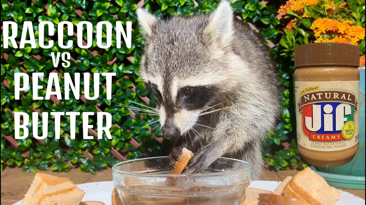 Raccoon and Peanut Butter Sandwiches ASMR YouTube