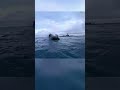 Intense Military Landing – Soldiers Approach the Shoreline!
