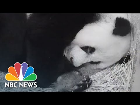 Nightly News: Kids Edition (October 1, 2020) - NBC Nightly News.