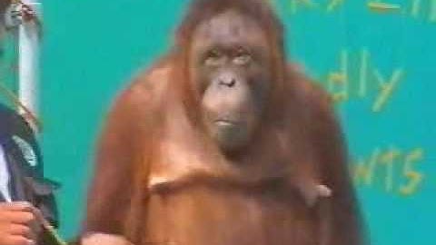 Funny Animal Show from www metacafe com