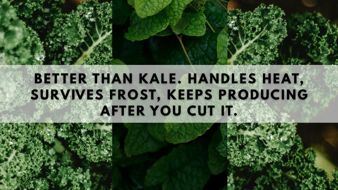 Better Than Kale  Handles Heat, Survives Frost, Keeps Producing After You Cut It