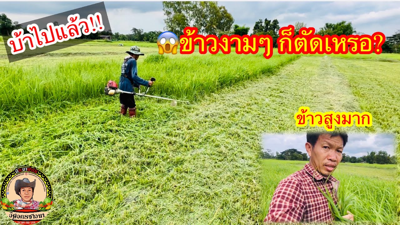 บ้าไปแล้ว😱ตัดต้นข้าวทำไมในเมื่อข้าวสวยมาก และถ้าไม่ตัดจะเป็นอะไรไหม 