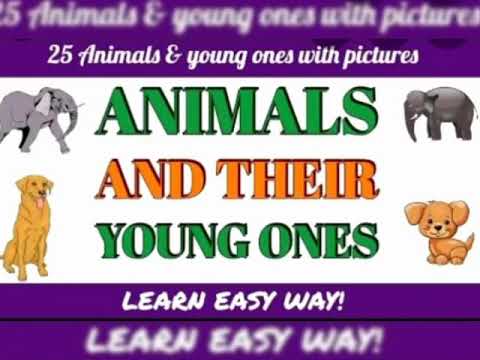 Animals and Their Young Ones - YouTube