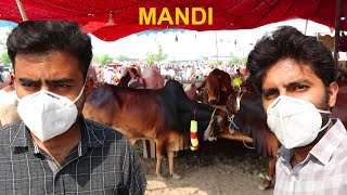 Cow Mandi | Bakra Mandi | Shahpur Kanjra | Bargaining | Eid Ul Azha Vlog 2020 Eid Ul Adha