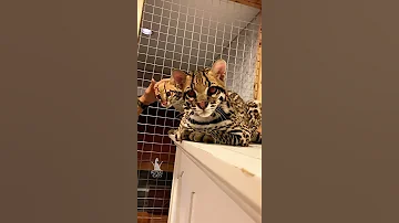 Оцелоты дома! Они невероятные - оцелот кошка нереальной красоты. Питомник Royal Cats / Роял Кэтс