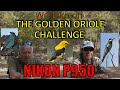 We take on the GOLDEN  ORIOLE  challenge ....SPAINS MOST SECRETIVE BIRD using the NIKON P950