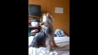 Bobby En Busca De Novia..