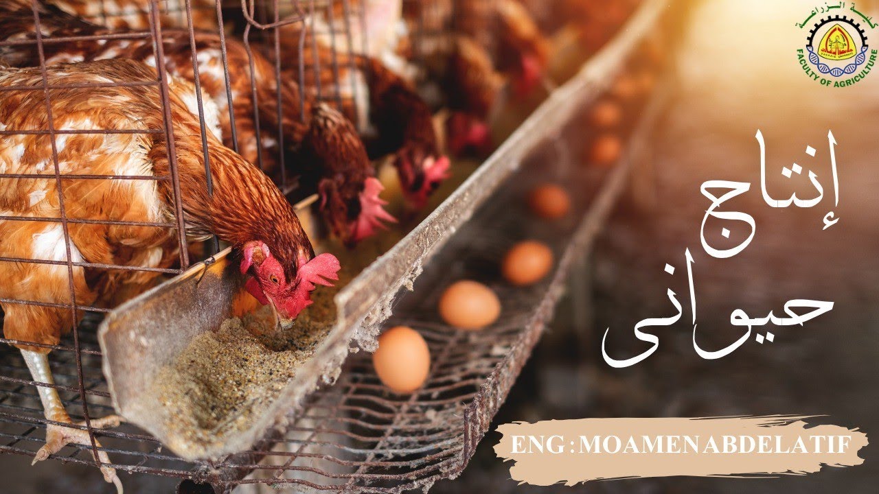 شرح السكشن الاول مادة انتاج حيواني (انتاج دواجن)  كلية زراعة
