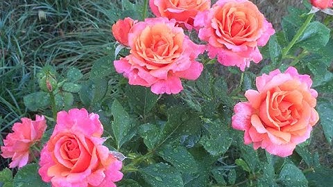 Thumbnail of Rose Easy Does It in 2022