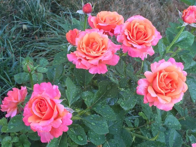 Easy Does It Rose Plant