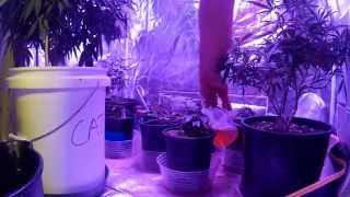 Killer Sativa Garden Update 5