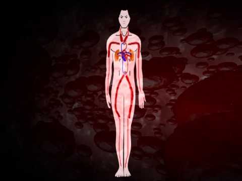 Animasi Peredaran Darah Manusia Smk Negeri 3 Singaraja Youtube