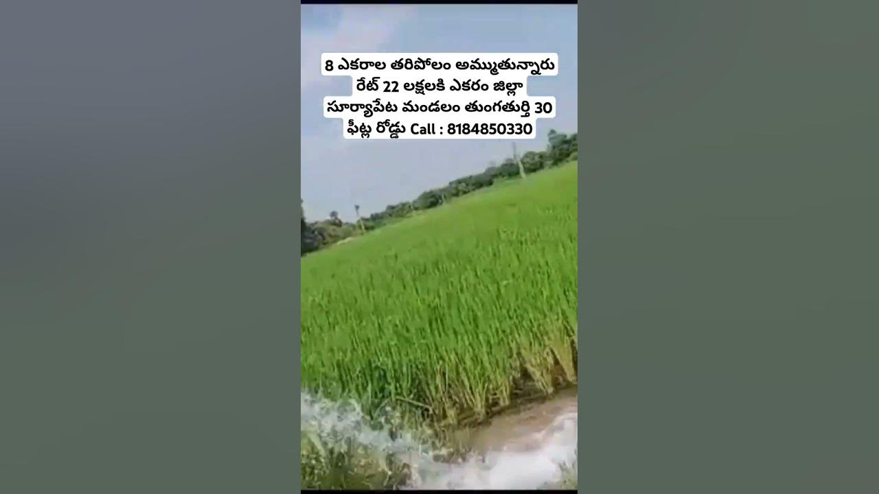 Land For Sale || #viralvideo #agriculture #landforsale #telangana #realestate #suryapeta