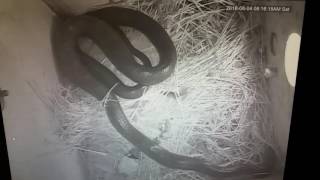 Snake in a starling nest box