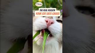 The Real Reason Your Cat Eats Grass  #catbehavior  #catfacts  #catscience  #cathealth  #catgrass