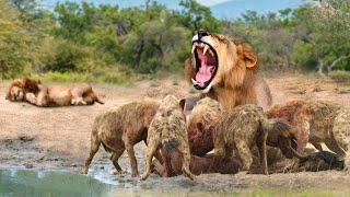 Terrifying Battle! Angry Hyena Joins Forces To Defeat Lions To Avenge Their Cubs - Lion Vs Hyenas