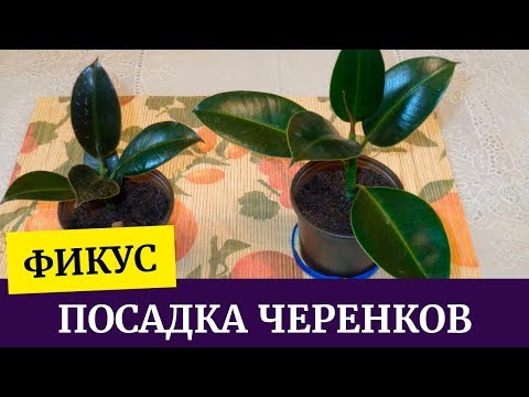 Как сажать фикус в домашних условиях