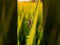 3 Unbelievable Things Happening in Nature Right Now #nature #wildlife #shorts