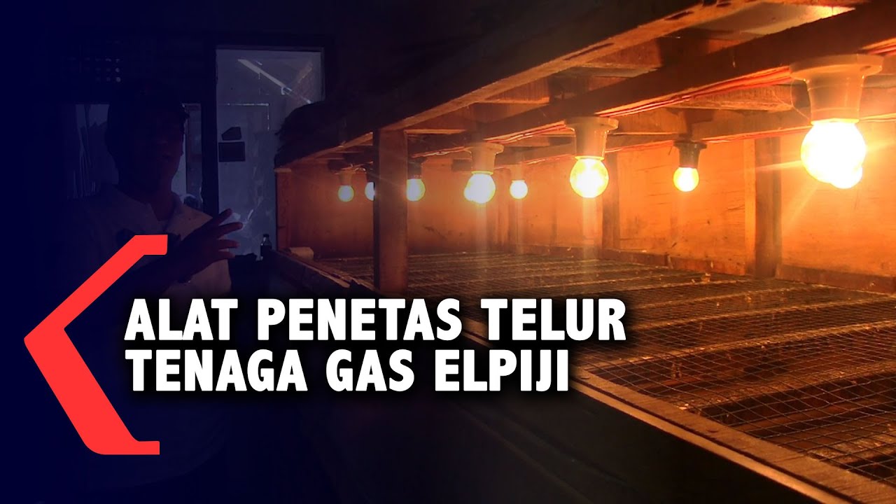 Inovatif, Alat Penetas Telur Unggas Bertenaga Gas Elpiji, Hemat Biaya Listrik