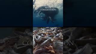 The ocean is experiencing mass extinctions and bleaching events, but there is still hope.