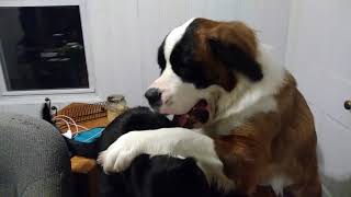 saint bernard and cat battle for supremacy