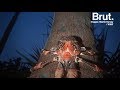 Le crabe de cocotier est le plus gros arthropode terrestre