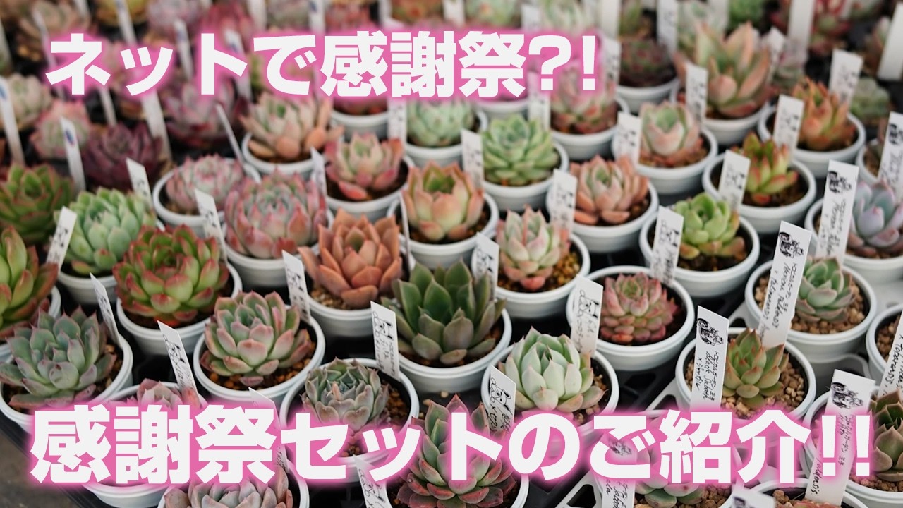 Succulents] Online Thanksgiving Sale?! Introducing our