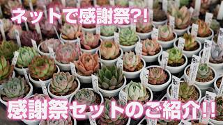 最終追加18 テテラエンシス E.tetelaensis 多肉植物 hqdefault.jpg?v=5c519bf3