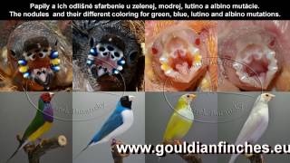 Gouldian genetics forecaster